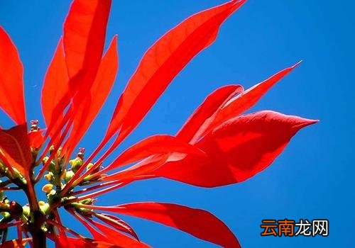 一品红到底有没有毒,一品红净化空气吗