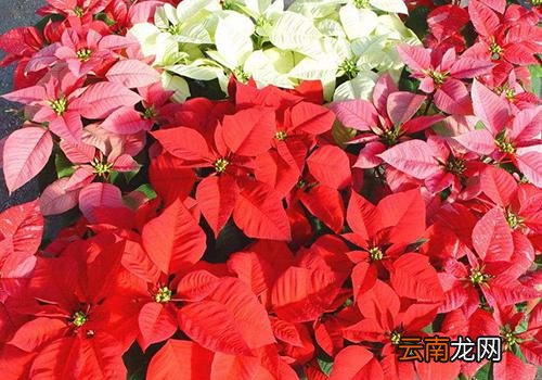 一品红到底有没有毒,一品红净化空气吗