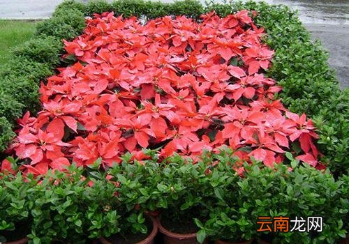 一品红到底有没有毒,一品红净化空气吗