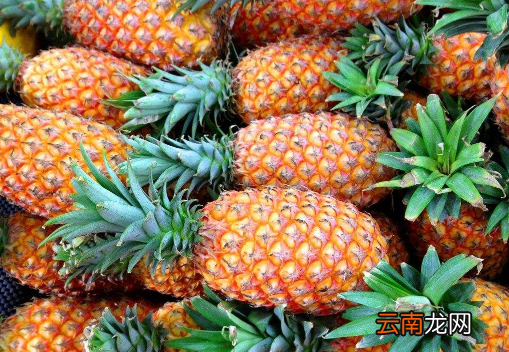 一文了解菠萝的功效和禁忌 菠萝的功效与作用禁忌