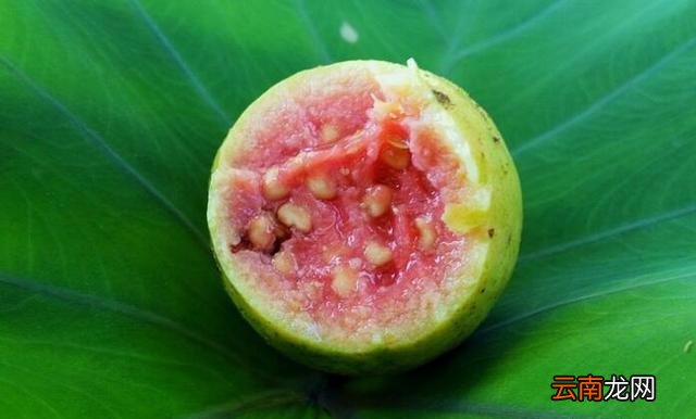 石榴的功效与作用有哪些 番石榴的功效