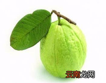 石榴的功效与作用有哪些 番石榴的功效