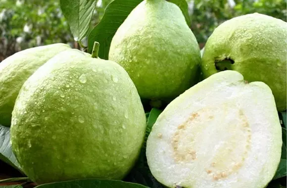 番石榴营养价值竟然这么厉害 番石榴的营养价值