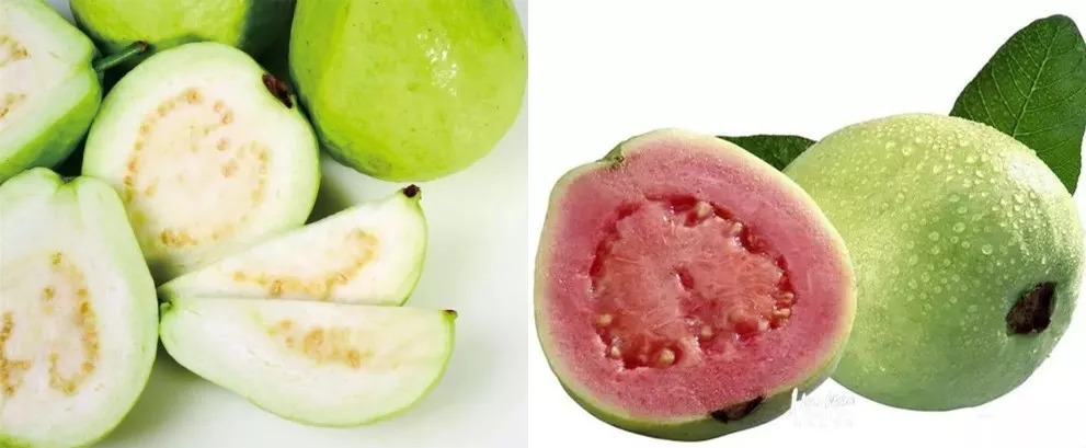 番石榴营养价值竟然这么厉害 番石榴的营养价值