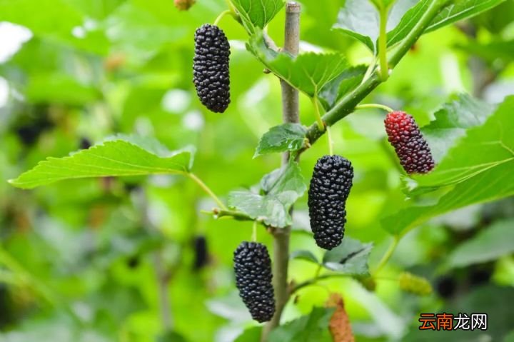 桑葚有哪些作用了解一下 桑葚的功效与作用