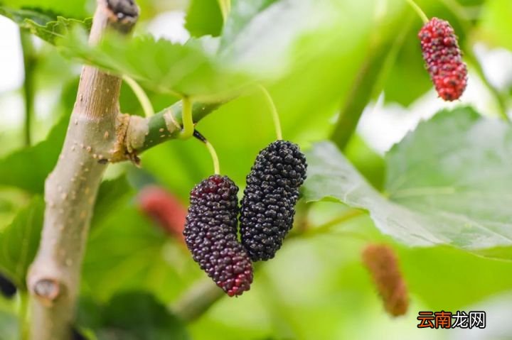 桑葚有哪些作用了解一下 桑葚的功效与作用