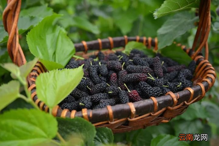桑葚有哪些作用了解一下 桑葚的功效与作用