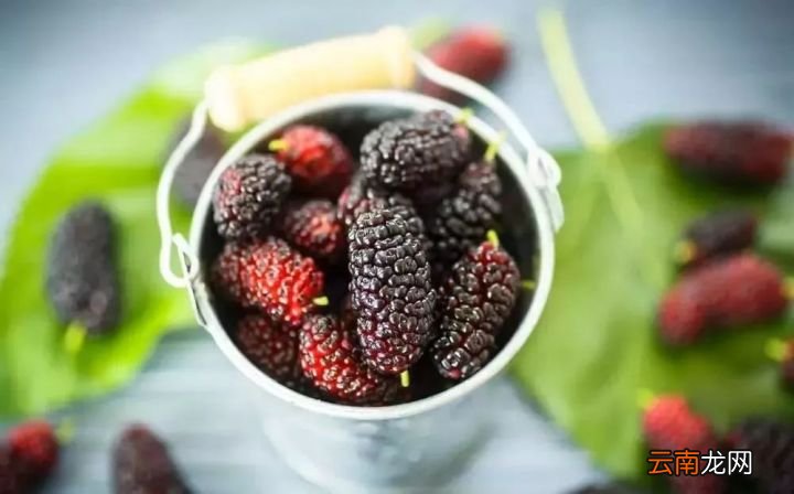 21世纪最佳保健果品“桑葚” 桑葚的营养价值