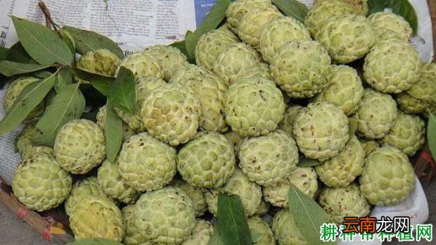 番荔枝有哪些用途 刺果番荔枝的功效与作用