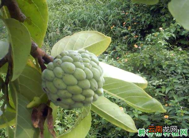 番荔枝有哪些用途 刺果番荔枝的功效与作用