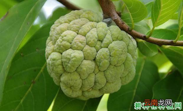 番荔枝有哪些用途 刺果番荔枝的功效与作用