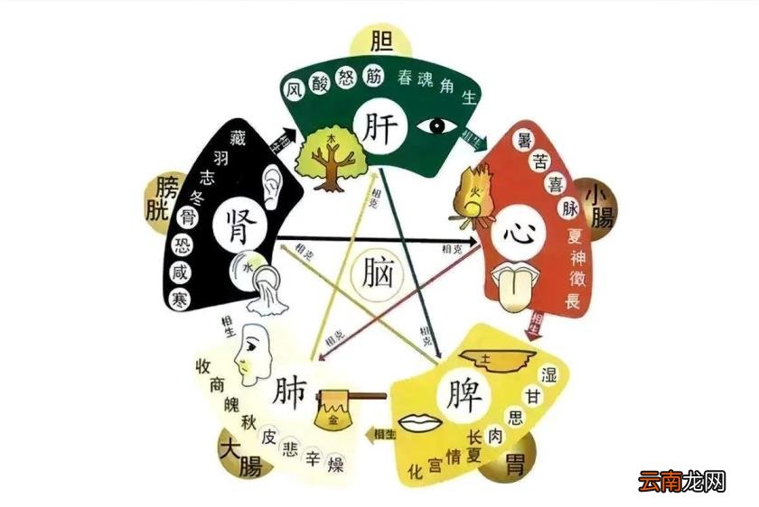 五脏六腑的意思五脏六腑的含义