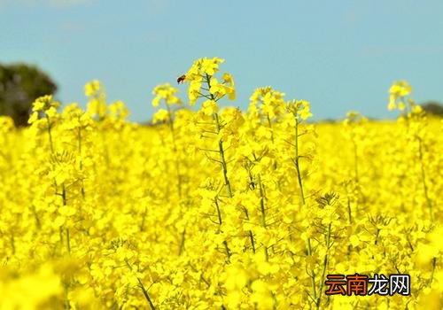 立春后天气还会冷吗,大雪冷还是立春冷