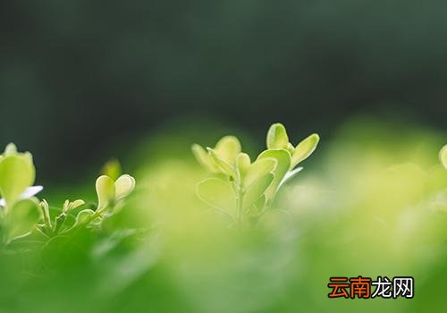 立春后天气还会冷吗,大雪冷还是立春冷