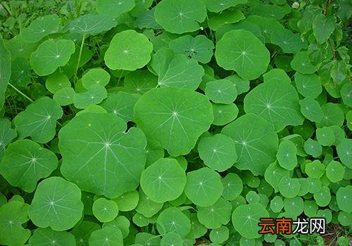 立春后天气还会冷吗,大雪冷还是立春冷