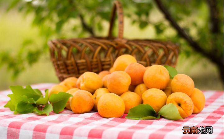 你知不知道杏子的禁忌有哪些 杏子的功效与作用禁忌