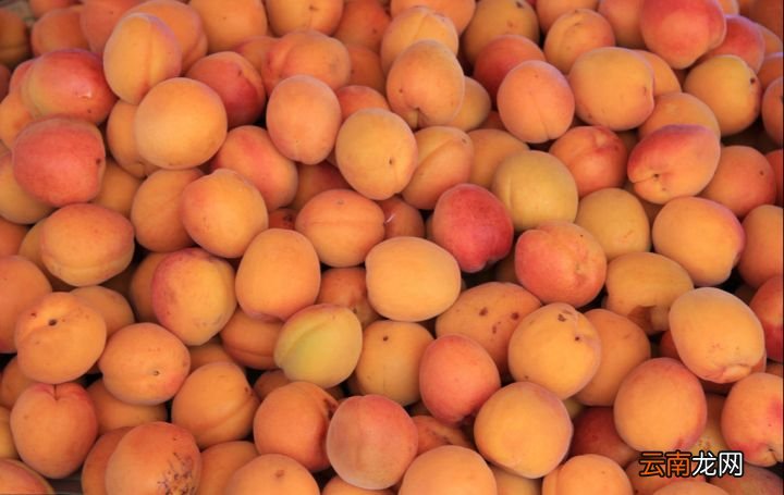 你知不知道杏子的禁忌有哪些 杏子的功效与作用禁忌