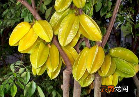 杨桃的正确吃法图解 杨桃的功效与作用吃法