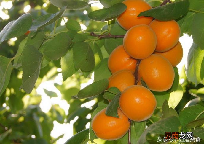 孕妇能不能吃杏子 杏子孕妇能吃吗