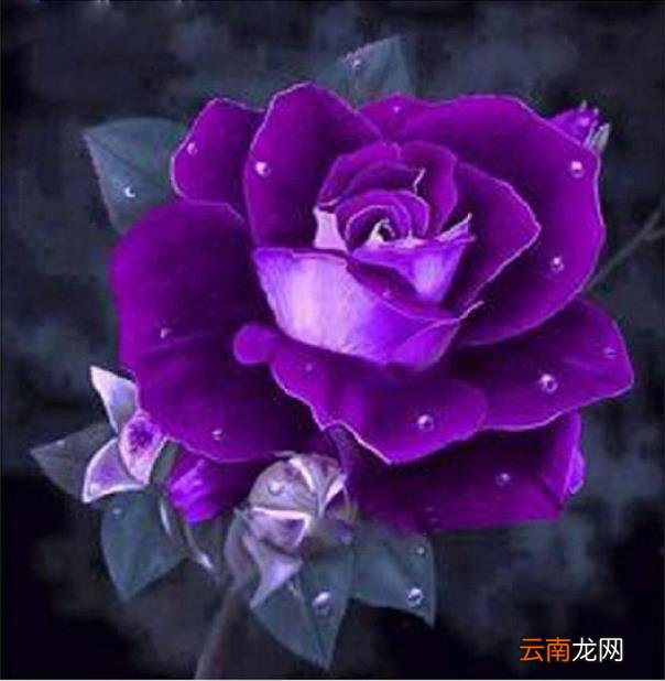 紫玫瑰花语紫玫瑰花语是什么