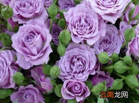 紫玫瑰花语紫玫瑰花语是什么