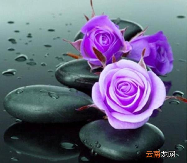 紫玫瑰花语紫玫瑰花语是什么