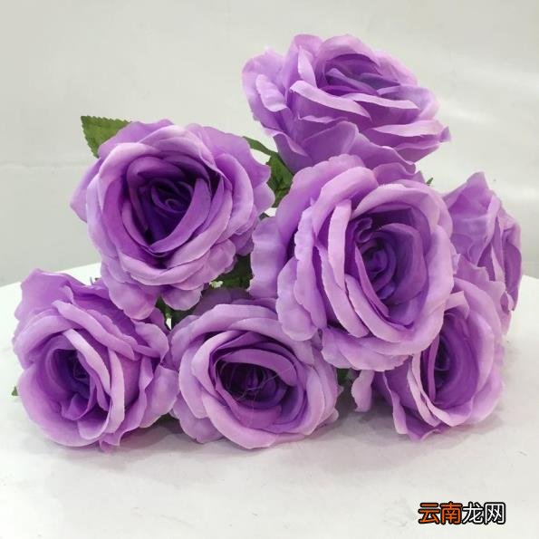 紫玫瑰花语紫玫瑰花语是什么