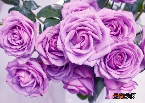 紫玫瑰花语紫玫瑰花语是什么