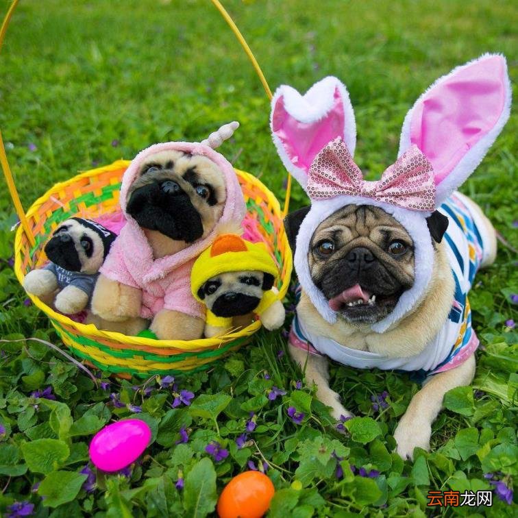 巴哥犬好养吗?怎么养 八哥狗好养吗