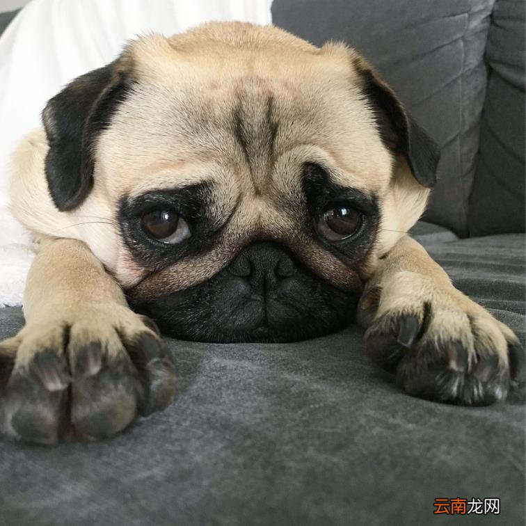 巴哥犬好养吗?怎么养 八哥狗好养吗