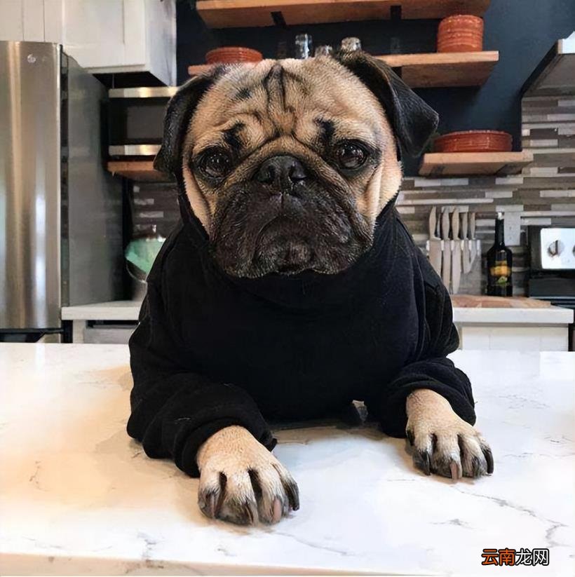 巴哥犬好养吗?怎么养 八哥狗好养吗