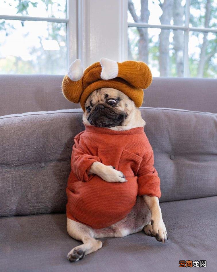 巴哥犬好养吗?怎么养 八哥狗好养吗