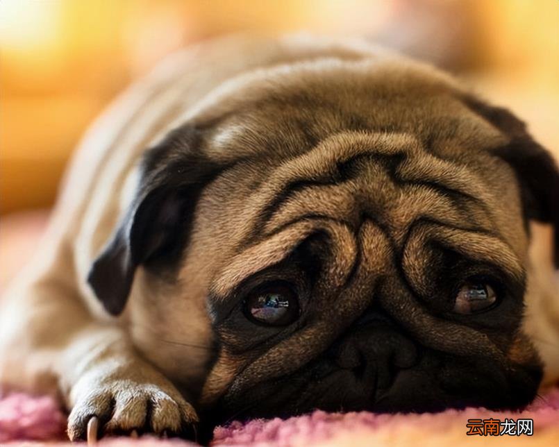 巴哥犬好养吗?怎么养 八哥狗好养吗