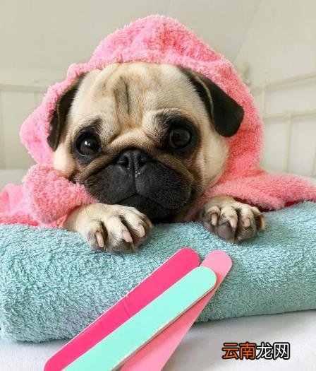 巴哥犬好养吗?怎么养 八哥狗好养吗