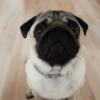 巴哥犬好养吗?怎么养 八哥狗好养吗