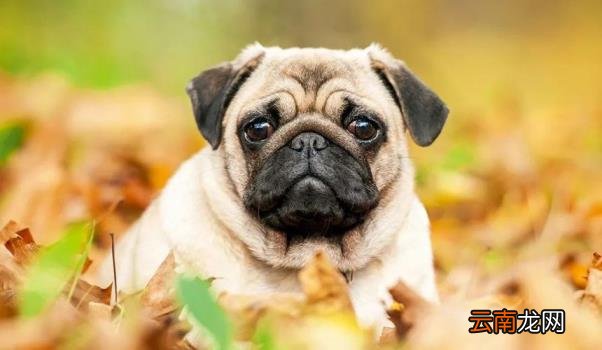 巴哥犬好养吗?怎么养 八哥狗好养吗