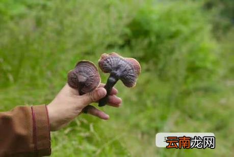 灵芝怎么吃效果最好灵芝怎么吃介绍
