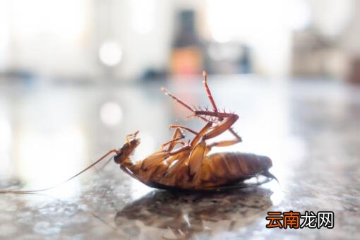 1只蟑螂1年可繁衍出1000万只蟑螂？家庭灭杀蟑螂的最好办法是什么？