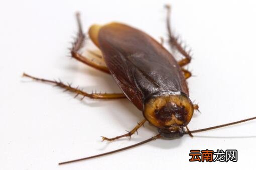 1只蟑螂1年可繁衍出1000万只蟑螂？家庭灭杀蟑螂的最好办法是什么？