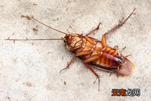 1只蟑螂1年可繁衍出1000万只蟑螂？家庭灭杀蟑螂的最好办法是什么？