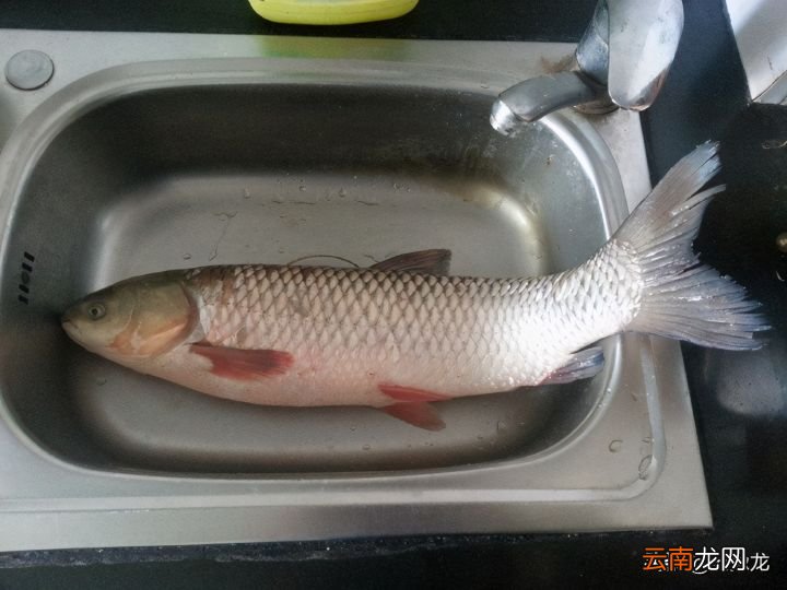 西湖醋鱼家常做 西湖醋鱼的家常做法