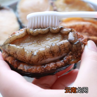 方便简单家常菜红烧鲍鱼 红烧鲍鱼的家常做法