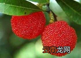 吃杨梅有什么好处 杨梅的功效与作用