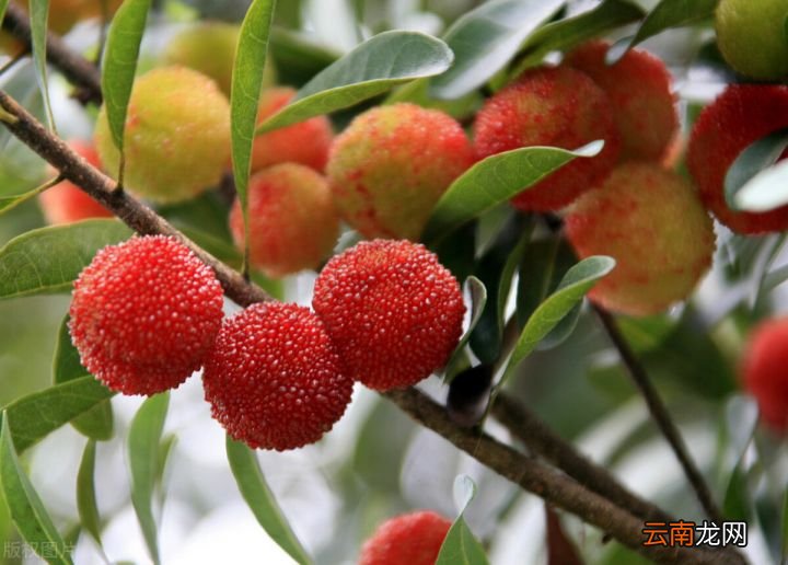 杨梅几月份成熟 杨梅什么时候成熟