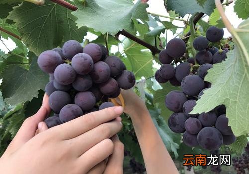 葡萄酒醒酒是什么意思,葡萄酒加蛋清是为什么