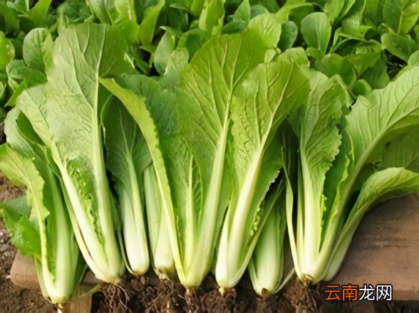 家常版猪肉小白菜馅的烧麦 猪肉烧麦的家常做法