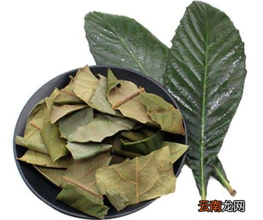 枇杷叶有什么功效 枇杷叶的功效与作用