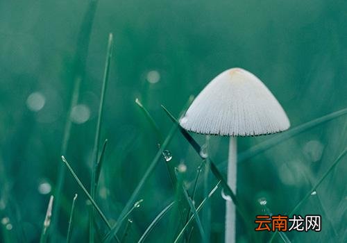 寒露是什么意思啊,2018年寒露是几月几号
