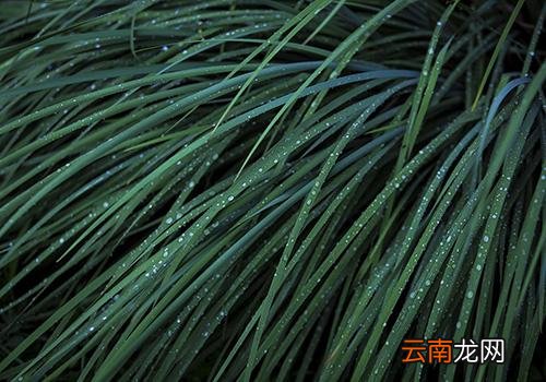 寒露是什么意思啊,2018年寒露是几月几号