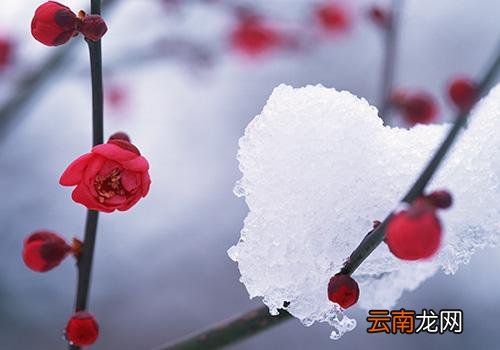 数九什么时候开始,数九中几九最冷